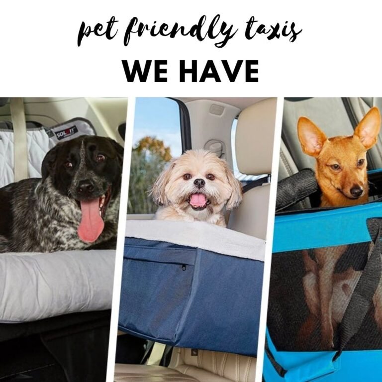 Pet Taxi Pet Transport Sydney Pet Friendly Cab 13Cabs Maxi